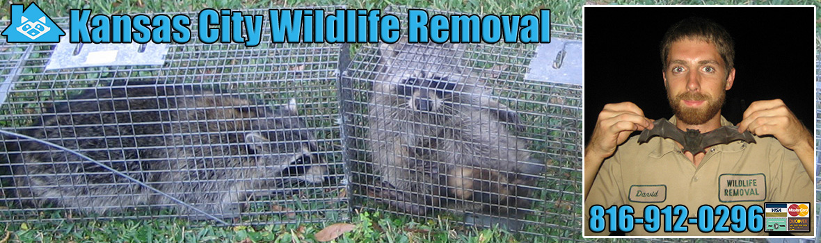 Kansas City Wildlife and Animal Removal